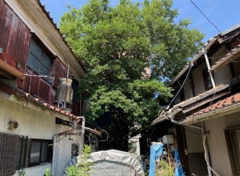 愛知県名古屋市　家と家の間で邪魔になっていた樹木を撤去